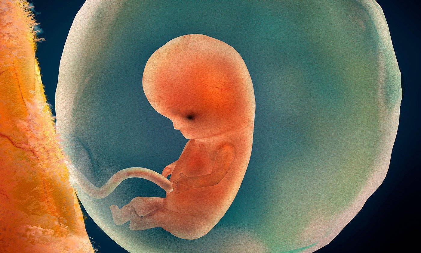 6 неделя что происходит с малышом. Эмбрион на 9 неделе беременности.