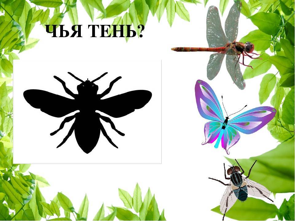 Дидактические игры насекомые картинки