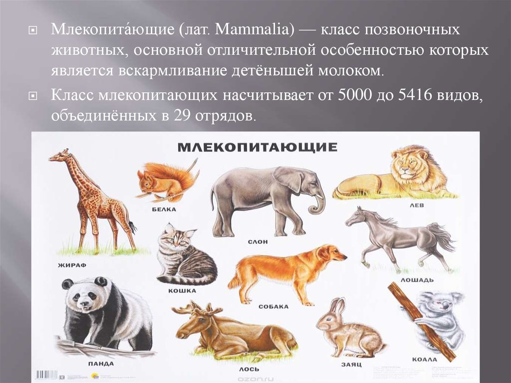 Описание млекопитающих животных: список и примеры различных классов и видов, их общая характеристика и отличия