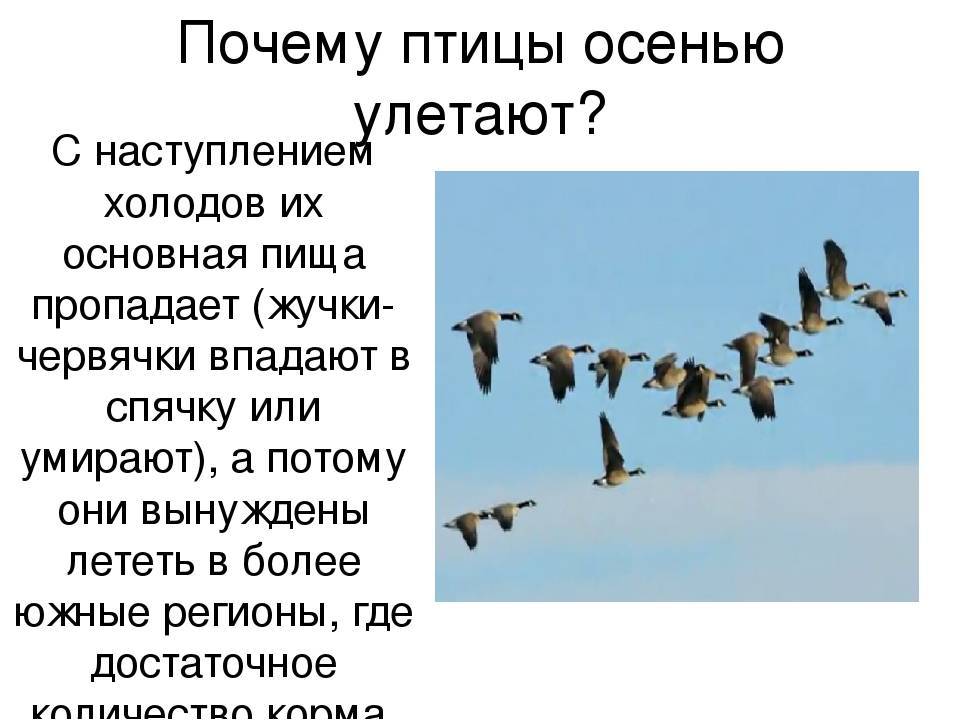Дистанционное занятие совместно с библиотекой «почему птицы улетают на юг». воспитателям детских садов, школьным учителям и педагогам - маам.ру