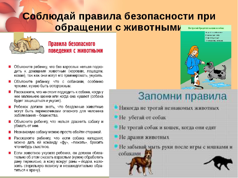 Что надо знать, когда в доме маленький ребенок и кошка