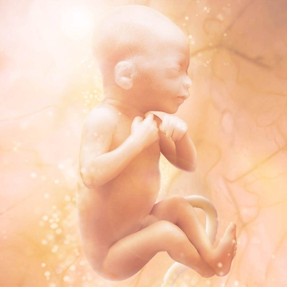 19 неделя беременности. календарь беременности   | материнство - беременность, роды, питание, воспитание