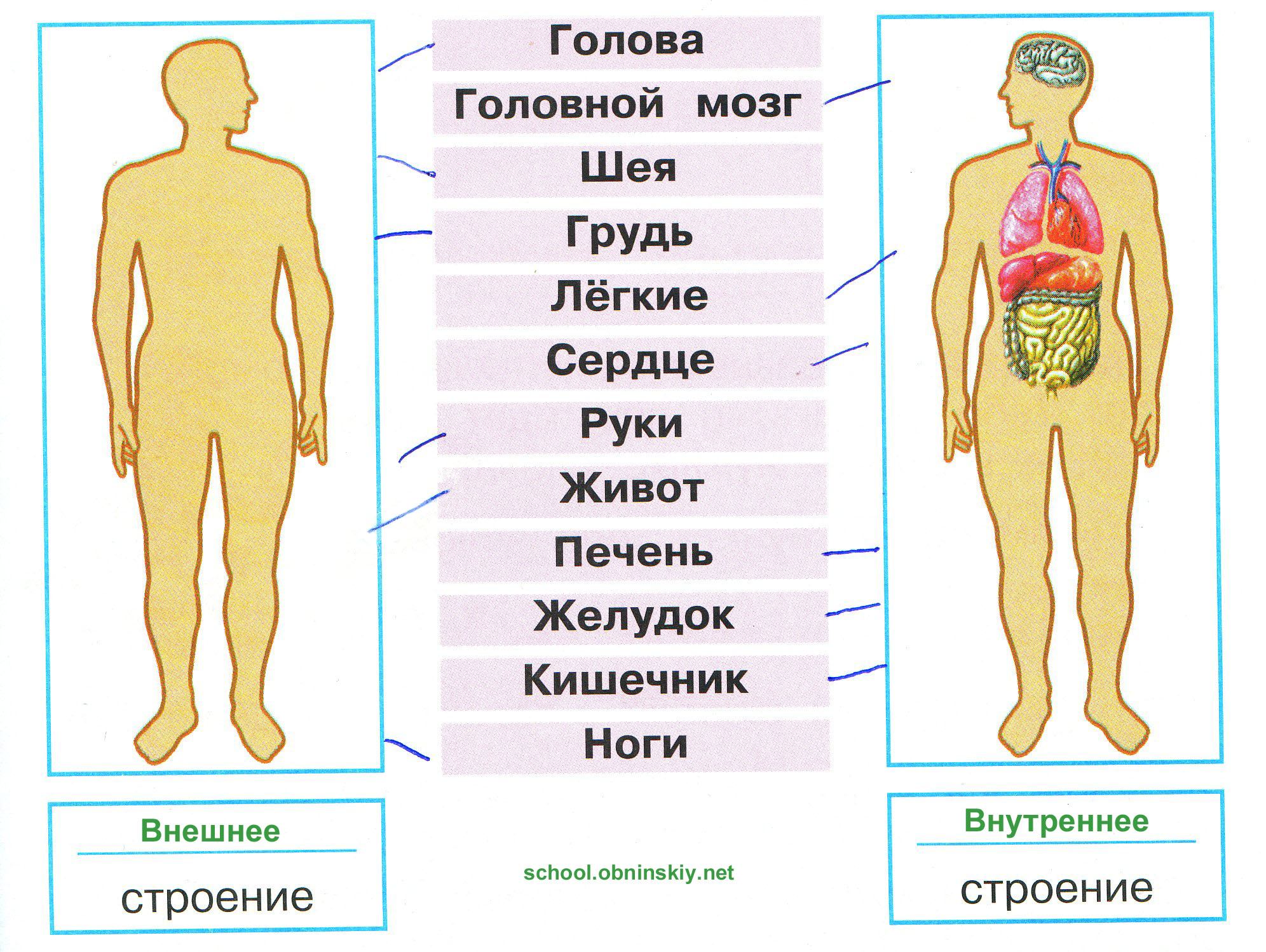 Тн "человек"