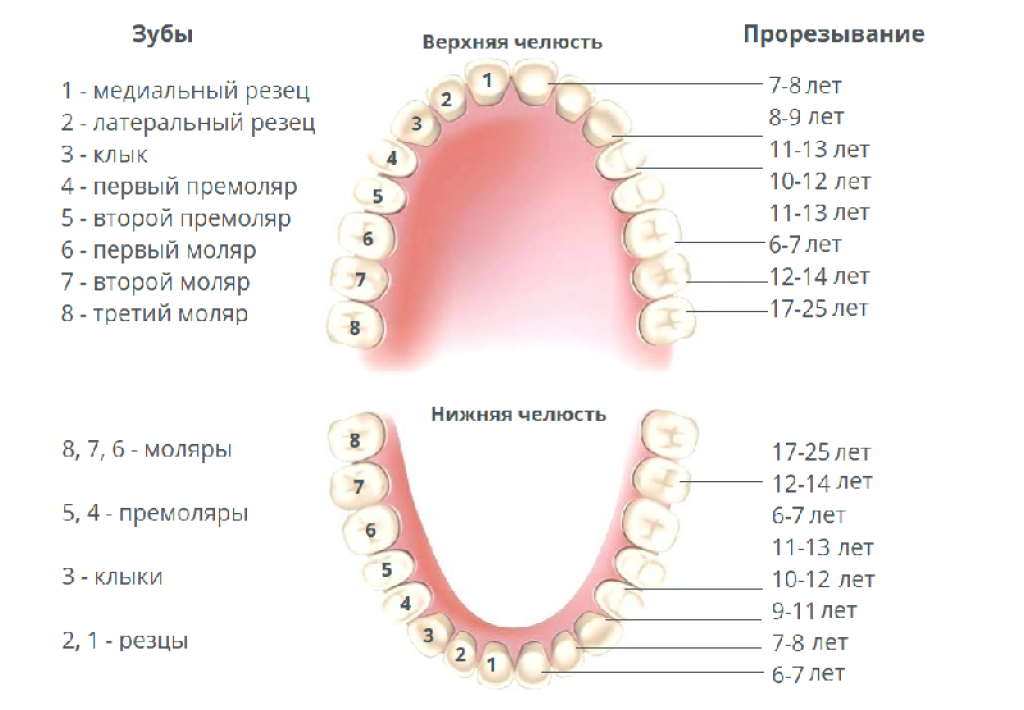 Смена молочных зубов на постоянные у детей