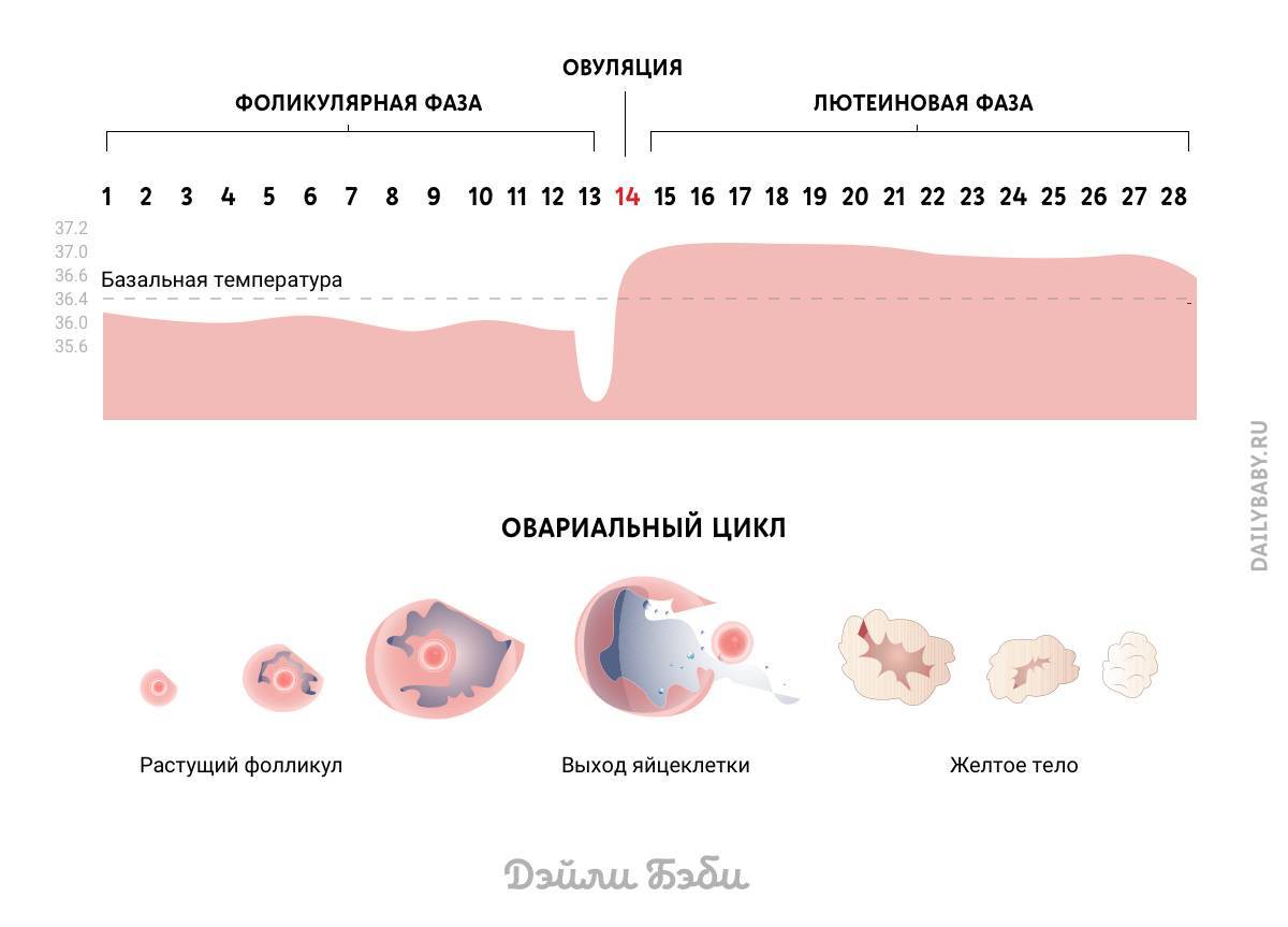 Схема овуляции в картинках