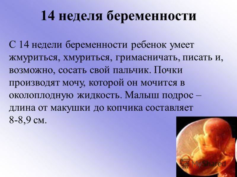 13 неделя беременности – что происходит, ощущения в животе на тринадцатой неделе беременности, развитие плода - agulife.ru