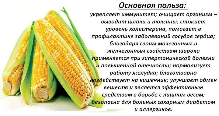 Кукуруза в рационе детей. с какого возраста можно давать ребенку кукурузу - onwomen.ru