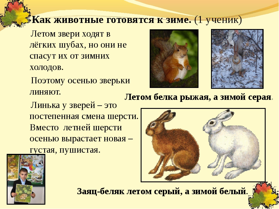 Как животные готовятся к зиме – детям: что меняется в поведении и внешнем облике зверей и птиц
