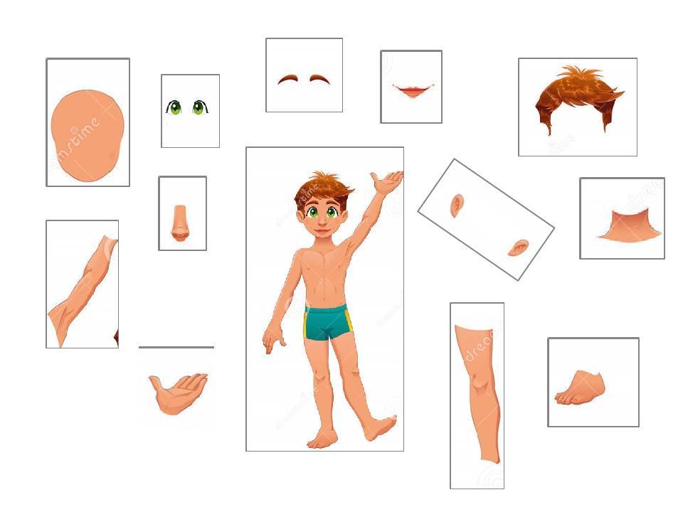 Части тела картинки для детей детского сада: развивающие карточки, плакаты, раскраски