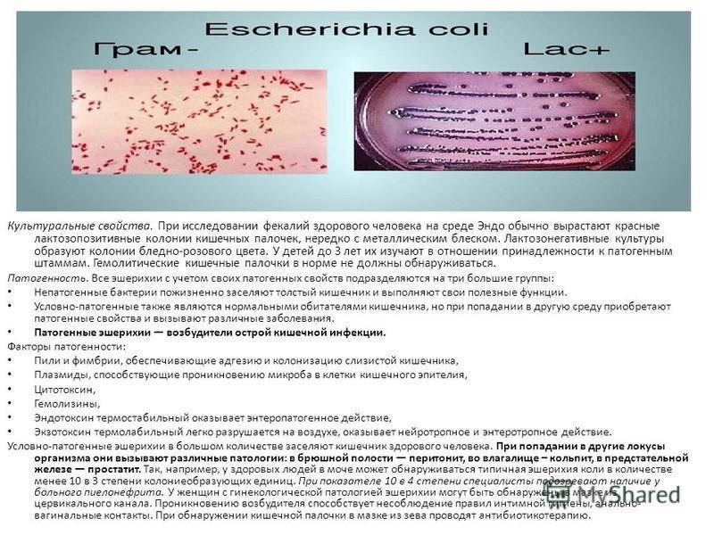 E. coli – это бактерия, обычно обнаруживаемая в нижних отделах кишечника теплокровных организмов.