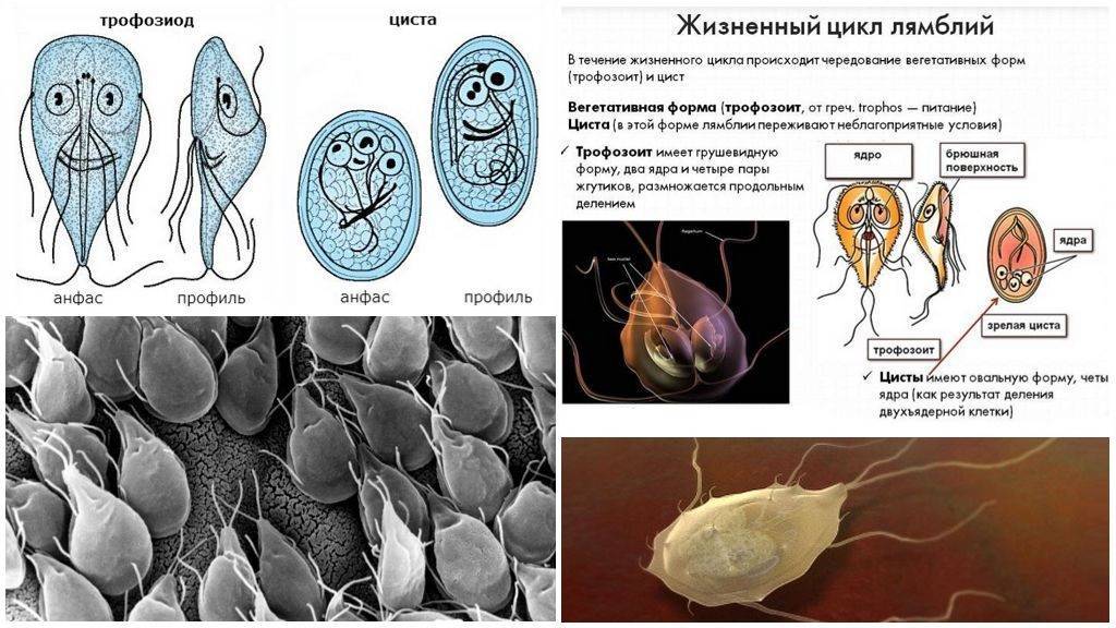 Циста жизненный цикл. Жизненные формы лямблии. Lamblia intestinalis циста строение. Вегетативные форм и цист лямблий.