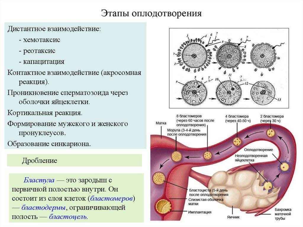 Экстракорпоральное оплодотворение: этапы по дням цикла