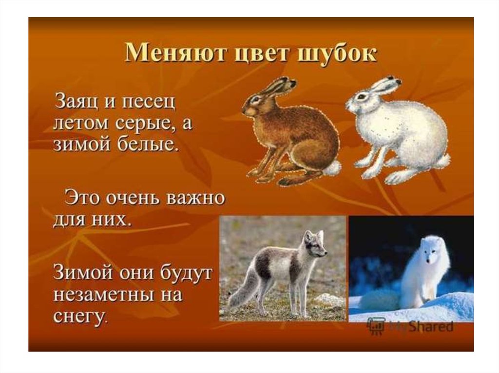 Лисица обыкновенная – хищное животное. описание и фото лисицы