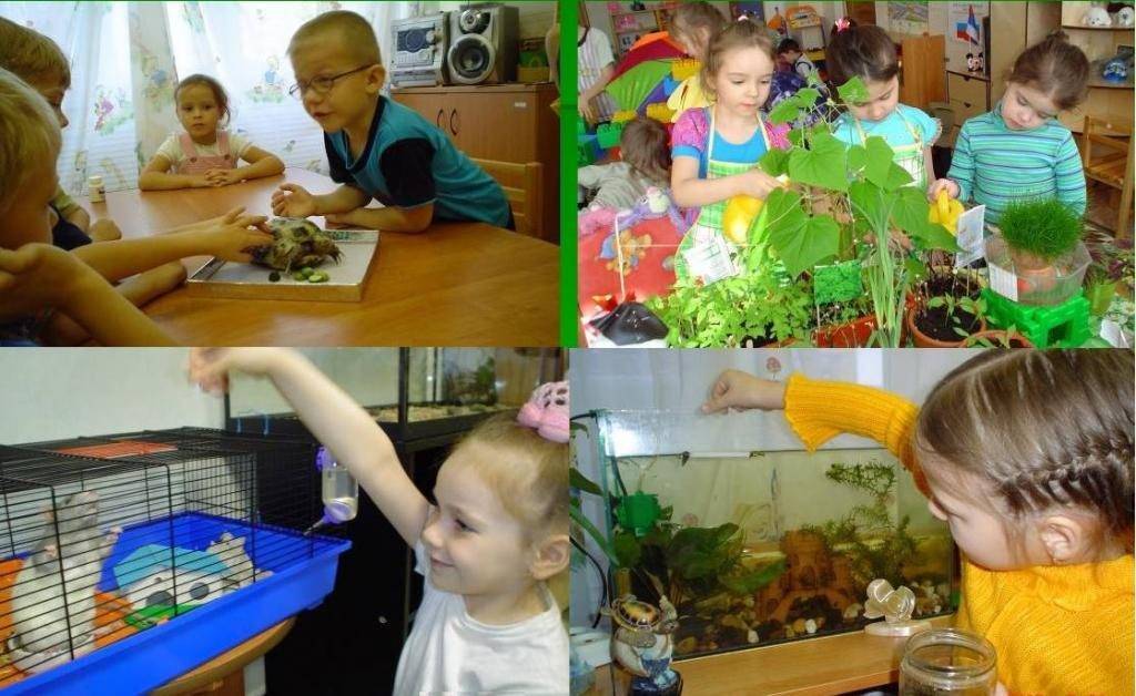 Экологическое воспитание дошкольников с учетом фгос. формы и методы экологического воспитания