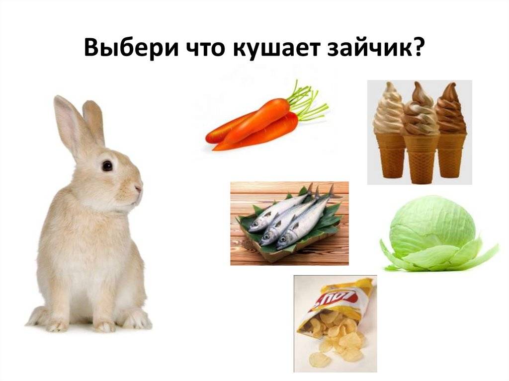 Заяц - виды, где живет, описание, окрас, чем питается, размножение