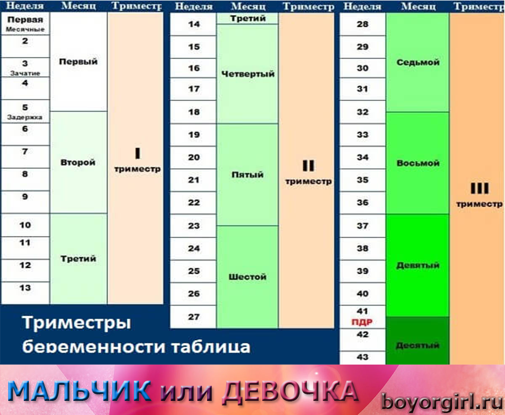 Как узнать дату зачатия ребенка, узнать дату родов по дате зачатия