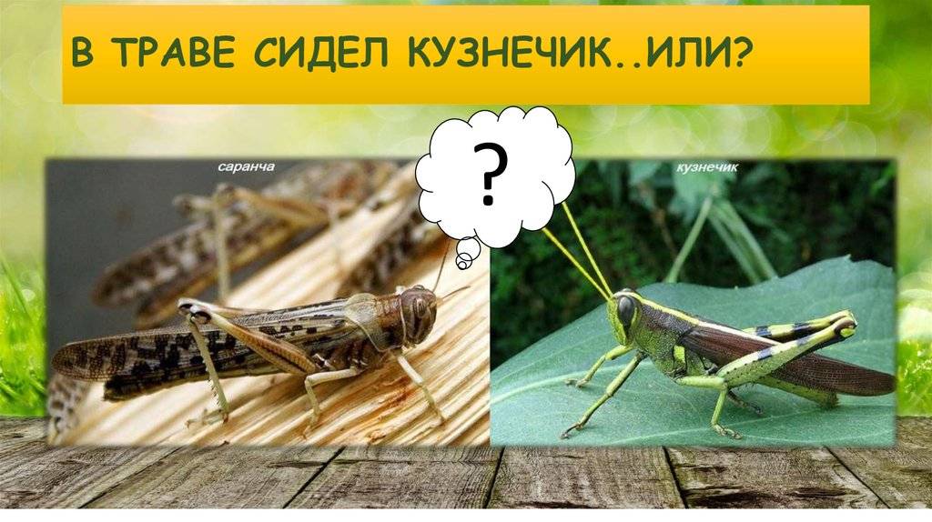 В чем разница между кузнечиками и саранчой? - 2024