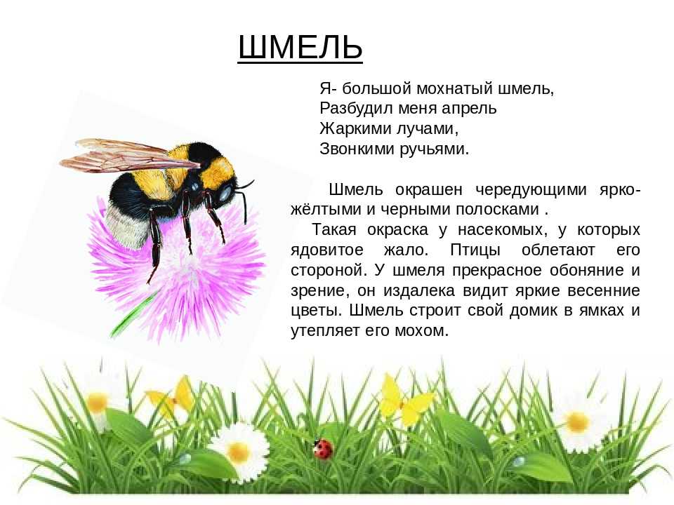 «мир природы вокруг нас (насекомые)» 
экологическое воспитание дошкольников | разработки уроков  | педтехнологии | международные конкурсы для педагогов