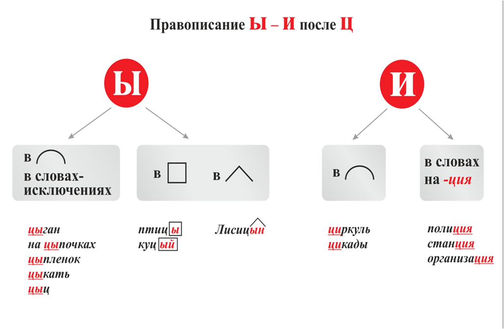 Буквы и ы после ц примеры