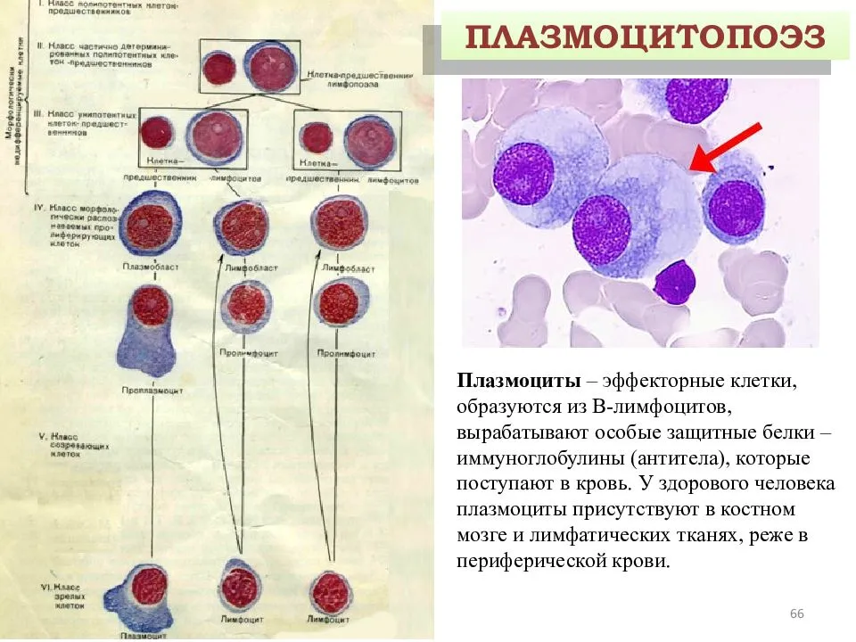 Что значит плазматические клетки. Клетки гранулоцитарного ряда (гранулоцитопоэз) (по ш. Андерсону, 2007).. Лимфоциты гистология строение. В лимфоциты плазмоциты гистология. Эффекторные клетки б лимфоцитов.