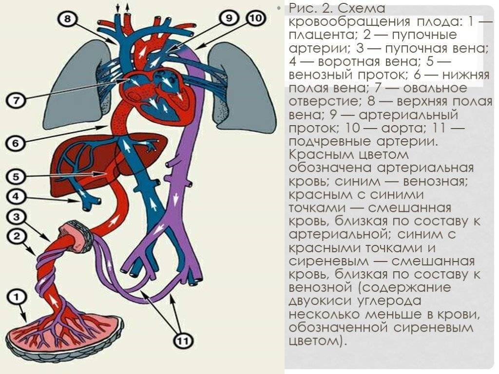 Кровообращение плода: особенности анатомии, схема и описание гемодинамики — сердце