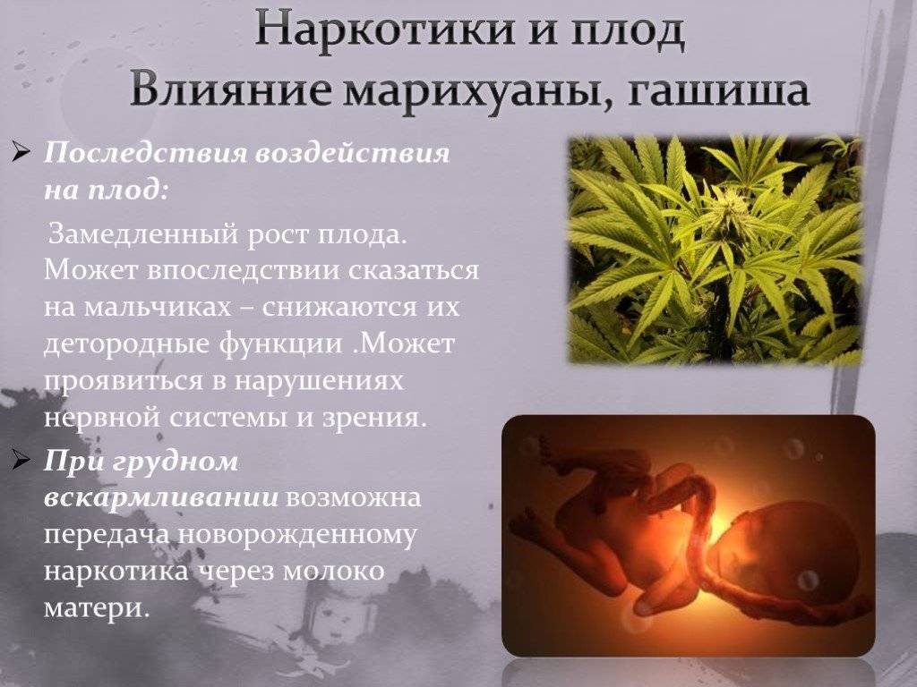 Влияние марихуаны a беременность когда собирают коноплю для манаги