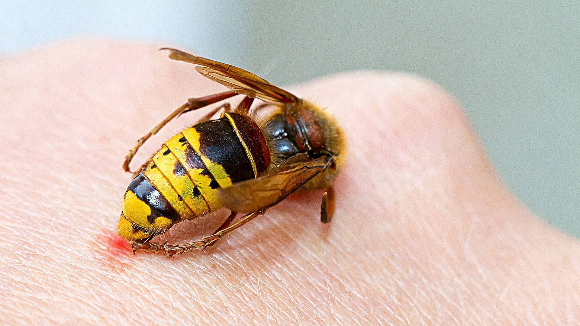 Чем отличается пчела от осы