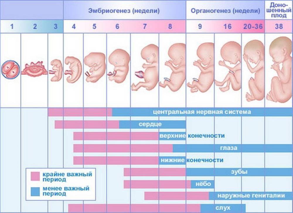 Матка при беременности на ранних сроках: размер, форма, возможные проблемы / mama66.ru