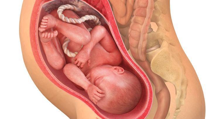 36 неделя беременности: что происходит с мамой и малышом, можно ли рожать на этом сроке?