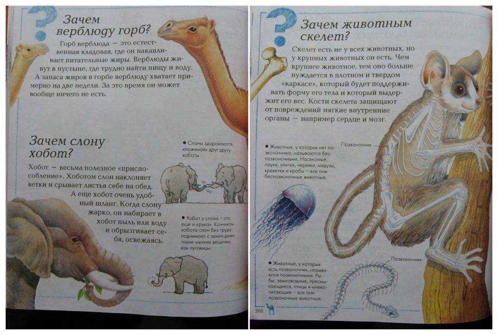 Зачем верблюдам горбы. как объяснить ребенку 3-5 лет зачем верблюду горбы | интересные факты