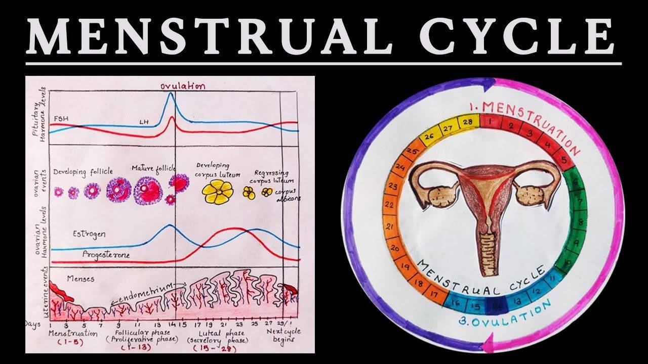 Как рассчитать менструальный цикл?