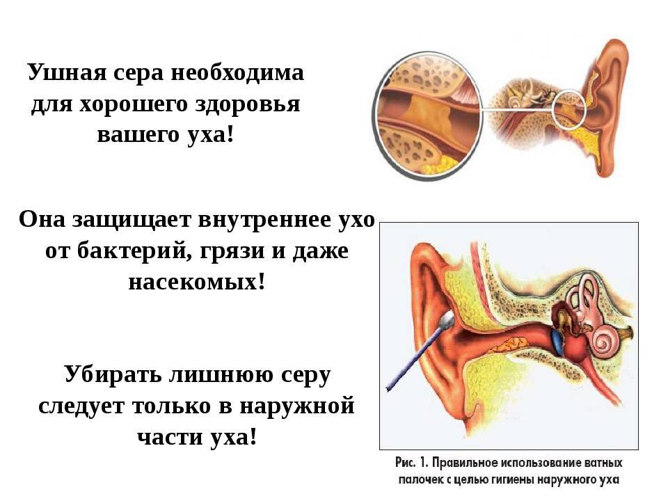 Почему упали уши у. Строение уха серные железы. Строение уха человека сера. Анатомия уха серная пробка.