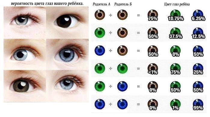 Какой цвет глаз будет у ребенка: таблица, закономерности и прогнозы!