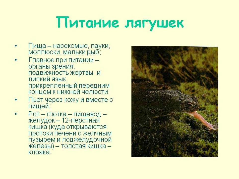Чем питаются лягушки – дикие и домашние, маленькие и большие, наземные и водные?