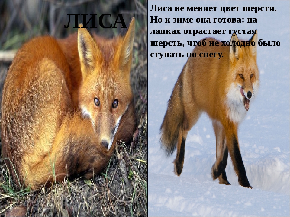 Какие животные линяют и меняют окраску меха весной и осенью?