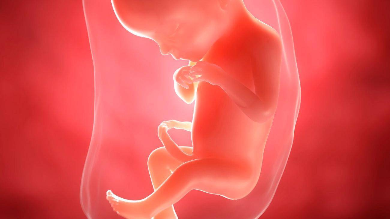 19 неделя беременности: что происходит с мамой, развитие ребенка, шевеления
