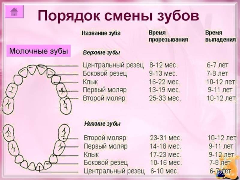 Зубы лезут не по схеме почему