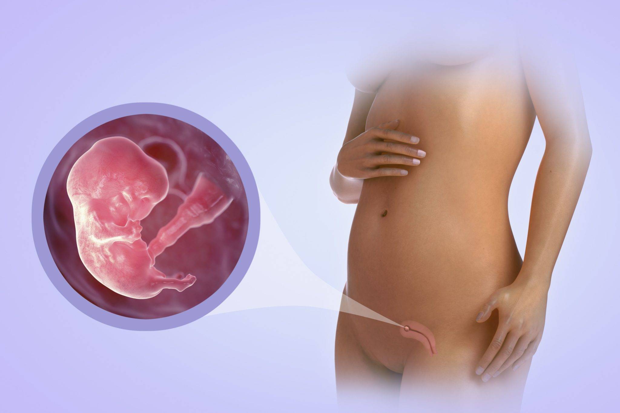 12 неделя беременности: ощущения, признаки, развитие плода