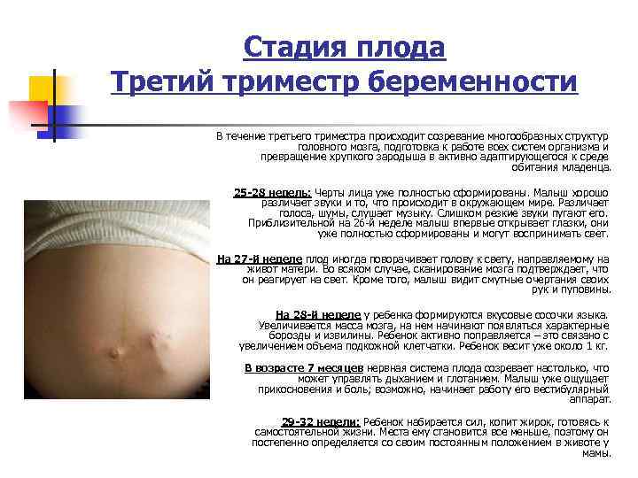 Что показывает узи по неделям беременности * клиника диана в санкт-петербурге