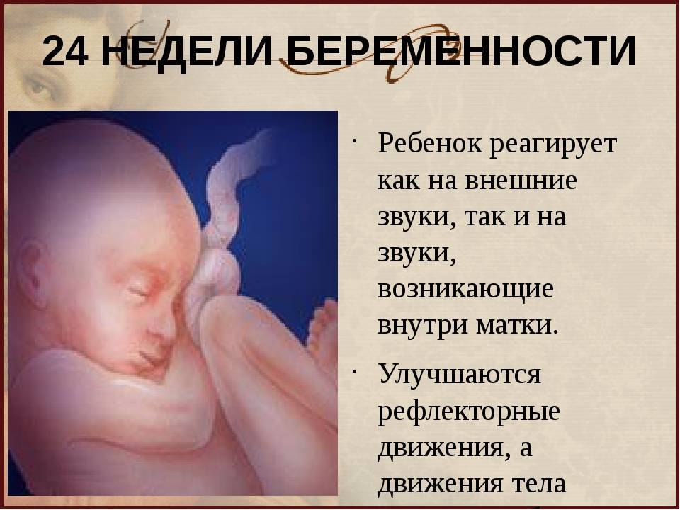 Недели ребенок жизнеспособен. Ребенок на 24 неделе беременности. 23-24 Недели беременности. Малыш на 24 неделе беременности.