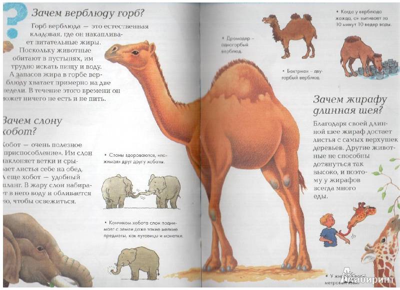 У верблюда в горбах вода или жир?