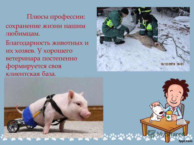 Плюсы и минусы профессии ветеринар