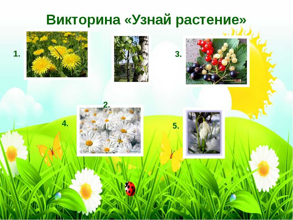 Презентация на тему "внеклассное мероприятие -викторина "зелёная аптека""