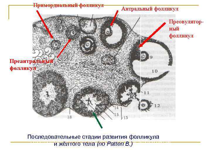 Значение яичника. Везикулярный фолликул яичника. Примордиальный фолликул и антральный. Антральный фолликул строение.