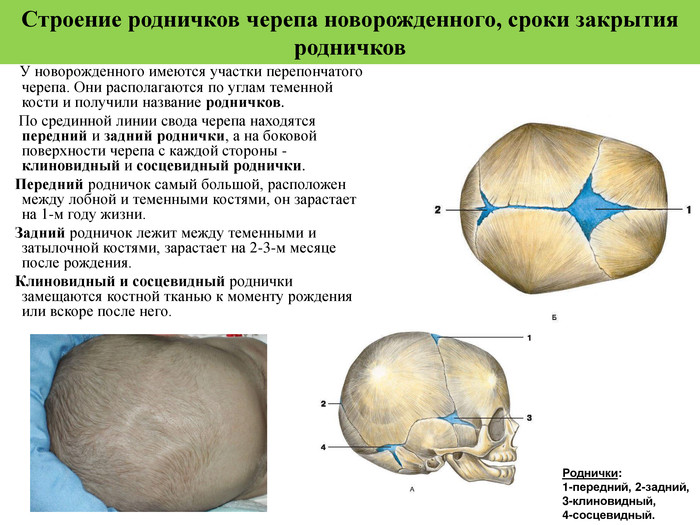 Родничок у новорожденных: когда закрывается, отклонения от нормы, рекомендации врачей — моироды.ру