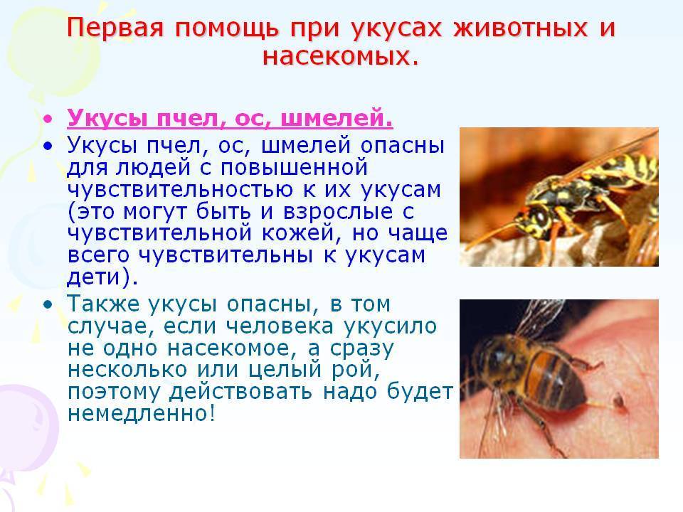 Реакции на ужаления насекомых - как проявляются и что делать?