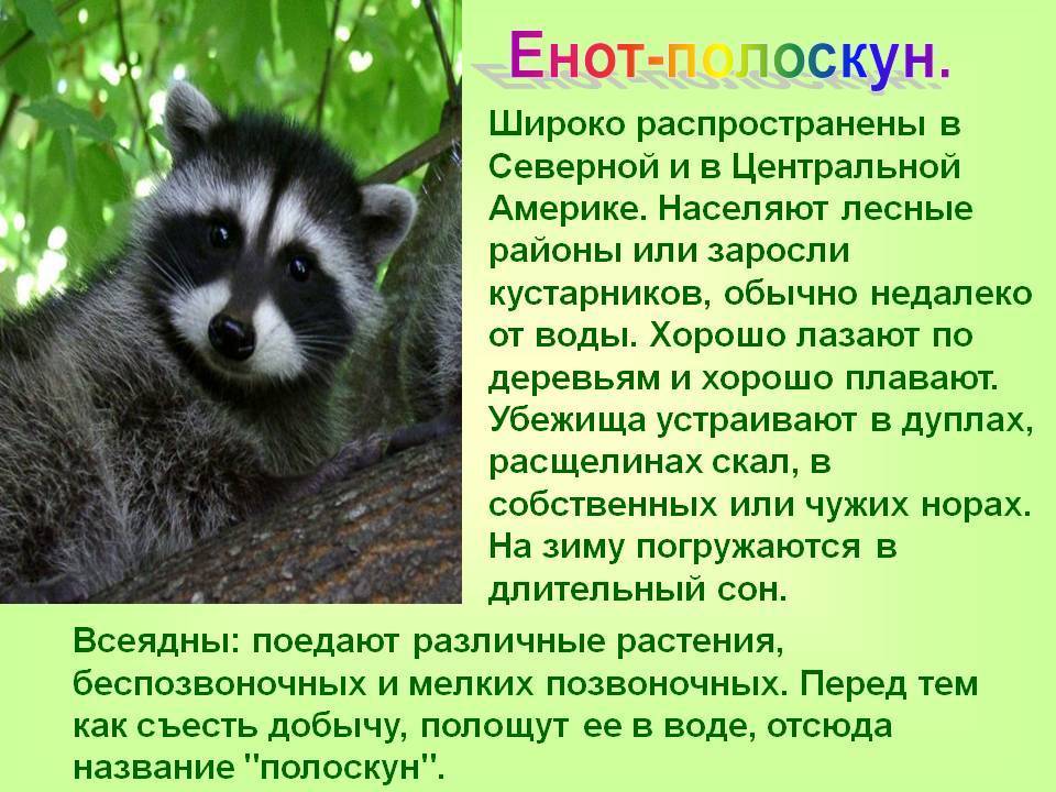 Енот-полоскун: описание, фото, ареал и среда обитания, питание, хищничество (3 видео)