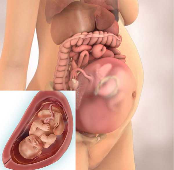 Шевеление плода 30 недель. Ребенок в утробе на 33 неделе беременности. Малыш на 28 неделе беременности в утробе. Малыш в 33 недели беременности в животе. Расположение ребенка на 30 неделе беременности.