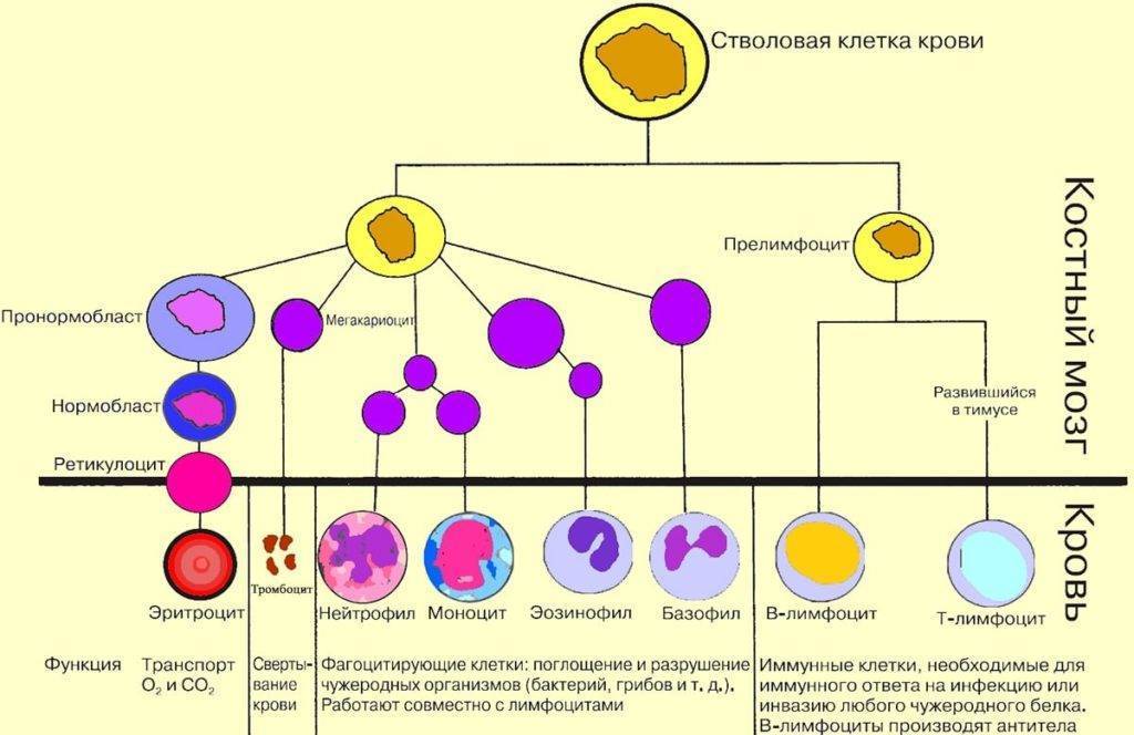 Нейтрофилы в костном мозге. Созревание нейтрофилов схема. Предшественники лейкоцитов. Предшественники нейтрофилов. Предшественники лимфоцитов.