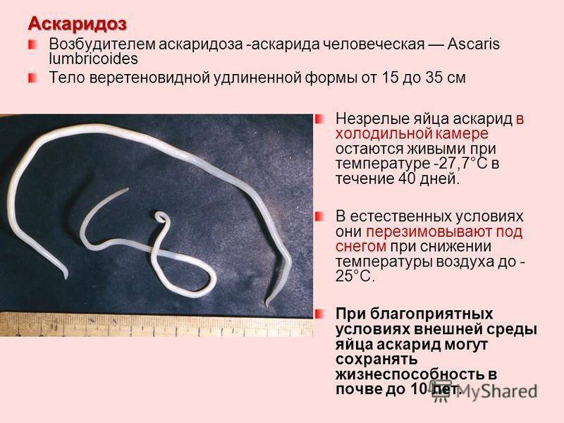 Аскаридоз у детей